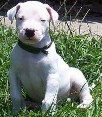 cucciolo di dogo argentino!!