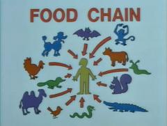 La catena alimentare.
Dall'episodio dei Simpson: "Lisa la vegetariana".