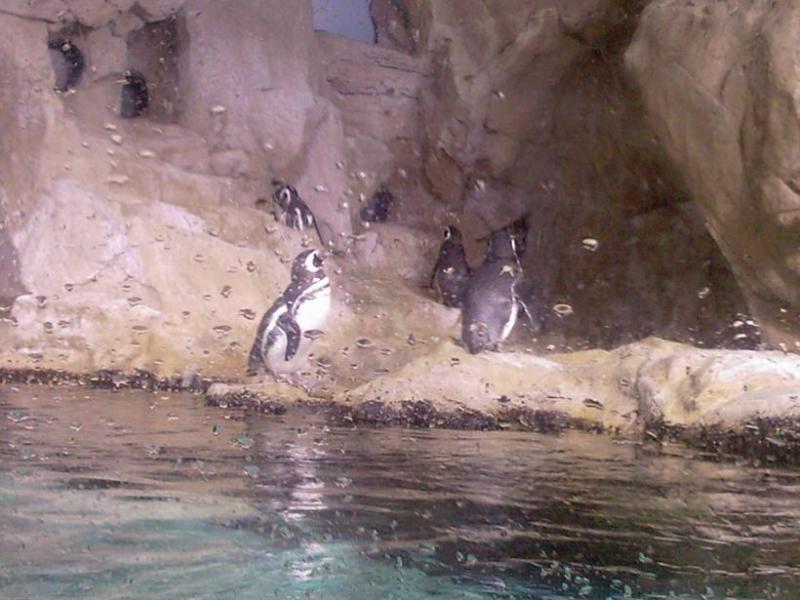 Acquario GE Pinguini