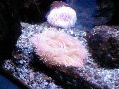 Acquario GE Anemone