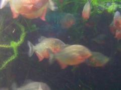 Acquario GE Piranha