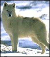lupo bianco