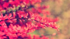 nature 1920x1080 31845
