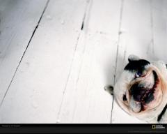 dog white floor 200025283001 xl