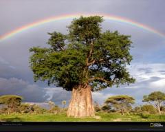 rainbow baobab tree joubert 1011931 xl