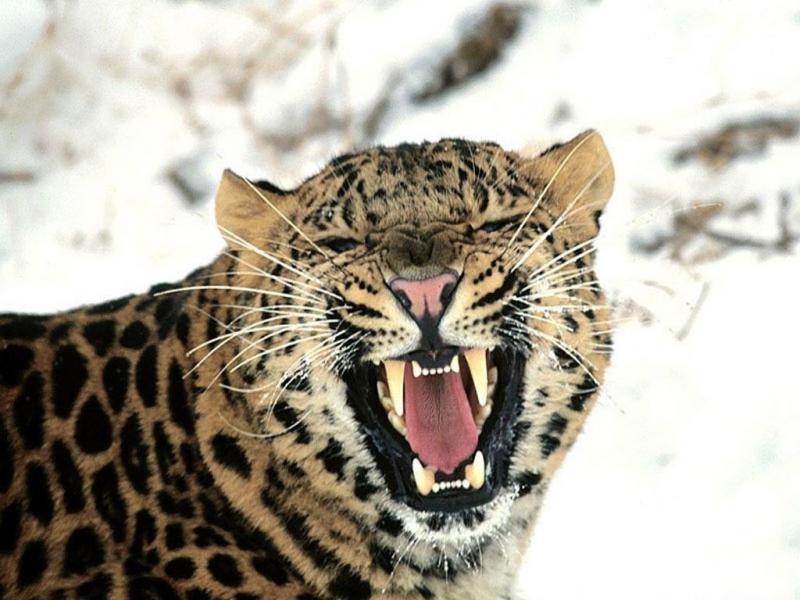 1024x768 leopardo de las nieves