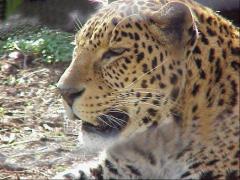 Maggiori informazioni riguardo "leopardo"
