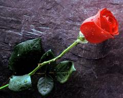 red rose