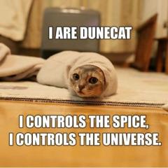 Maggiori informazioni riguardo "Dune Cat. Simpatica foto trovata per la rete"