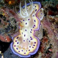 Nudibranco