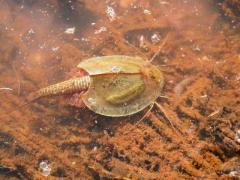 Maggiori informazioni riguardo "Triops cancriformis"