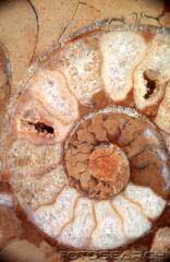 Ammonite fossile