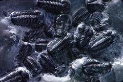 Trilobiti fossili