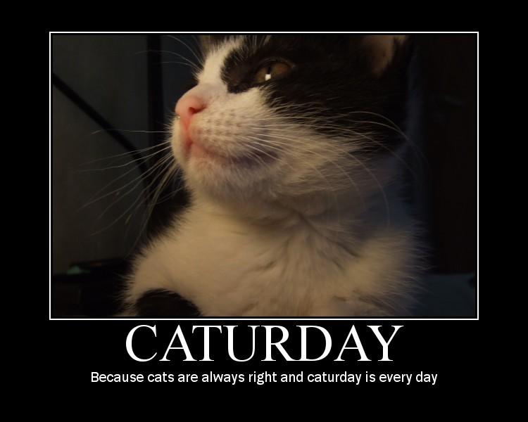 Caturday