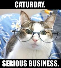 caturday: serious business