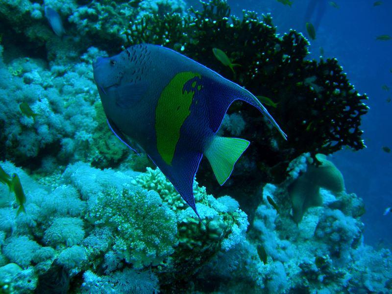 Pesce Angelo Maculato Sharm '08