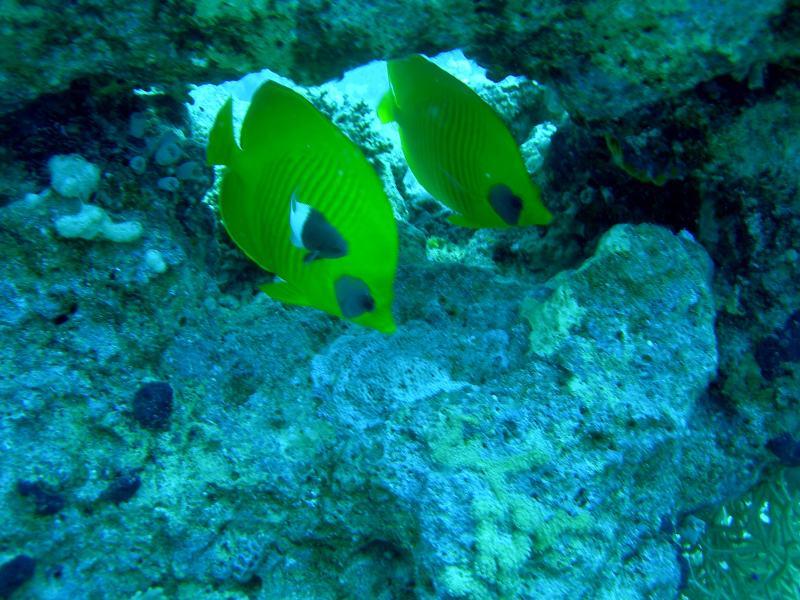 Pesce Farfalla Sharm '08