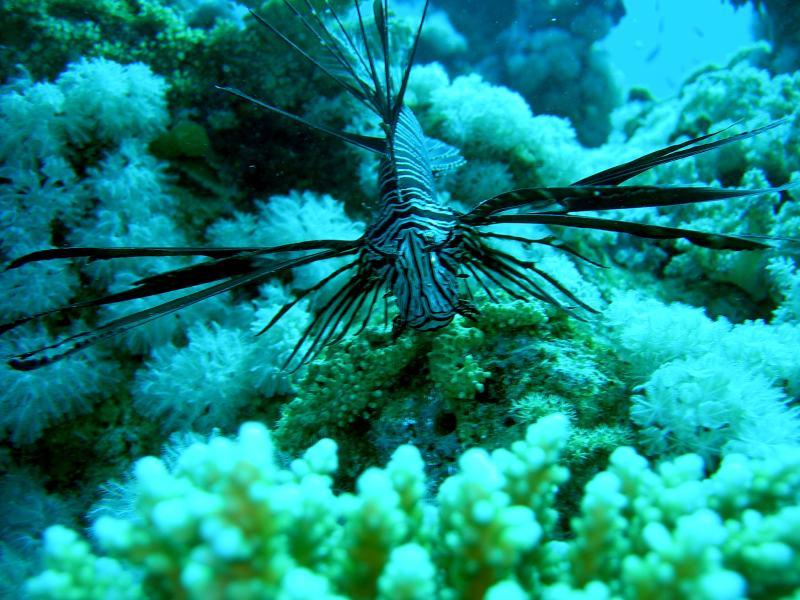 Pesce Leone Sharm '08