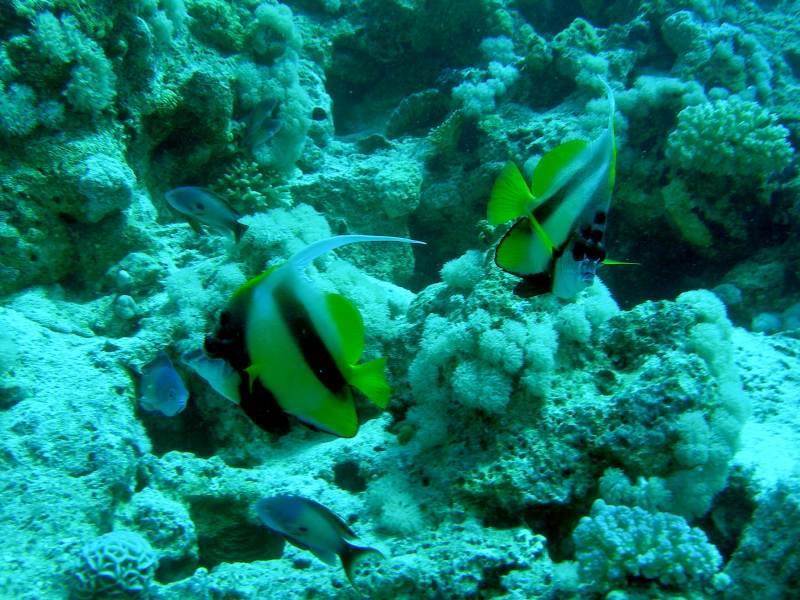 Pesce Farfalla Bandiera Sharm '08