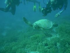 La tartaruga!!Sharm '08