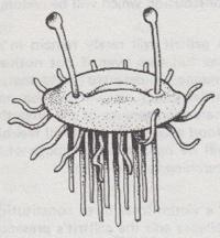1. Flumph 1981 - Fiend Folio.jpeg