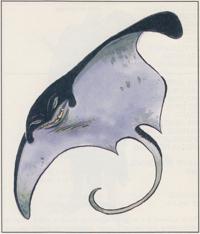 6. Ixitxachitl (1993) - Monstrous Manual.jpg