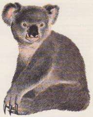 39. Zorbo (1995) - Monstrous Compendium Annual Volume Two.jpg