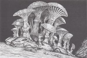 12. Myconid (1996) - The Gates of Firestorm Peak.jpg