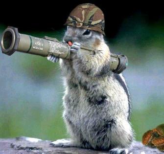 army_squirrel.jpg.9a15477de7857faeb7055bda59b33a61.jpg