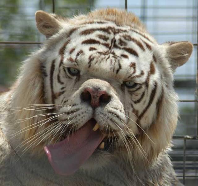inbred-white-tiger-kenny-1.jpg.4b67f173022fa3d5a7a7d8c1fe46ab06.jpg