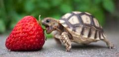 baby-tortoise-takes-on-giant-strawberry.jpg