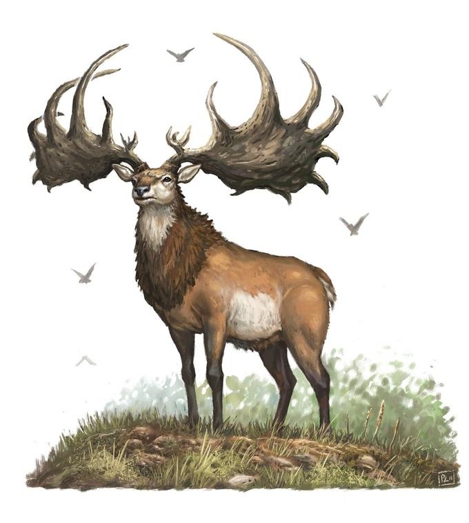 elk.jpg