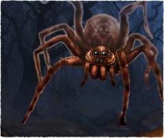 wolf-spider.jpg