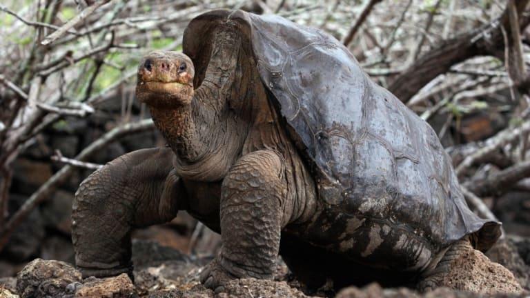 long-extinct-galpagos-tortoise-species-may-be-on-its-way-backs-featured-photo.jpg