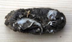 Owl-pellet-1024x598.jpg