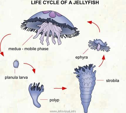 large.jellyfish.jpg.8225cea51b9bcf094560efef216477fb.jpg