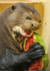 evil otter.jpg