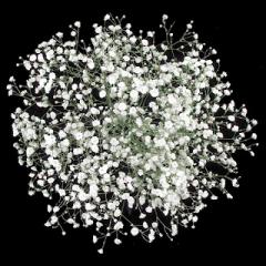 baby's breath.jpg