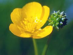 buttercup.jpg