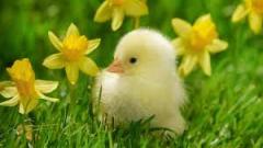 daffodil.jpg