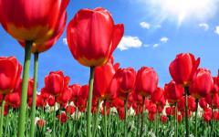 flowers3.jpg