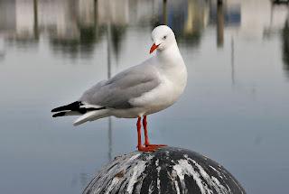 large.Seagull_on_sale_pier.jpg.e9f67d204040b7005f9e43f43ddcd043.jpg