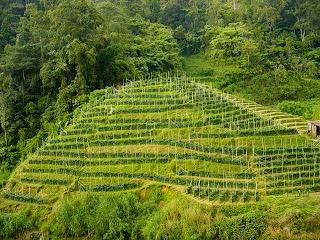 large.nalta2.jpg.085a9190174593cc4bbec85a352707a2.jpg