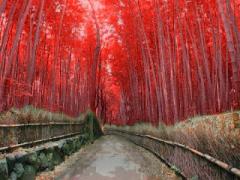 red bamboo.jpg