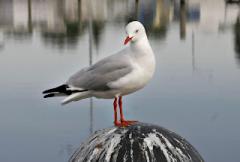 Seagull_on_sale_pier.jpg