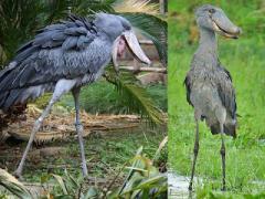 shoebill.jpg