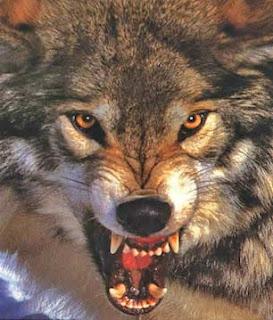 large.bigsnarlingwolf.jpg.160d6e675dd48a711311db0d33a4073d.jpg