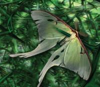 Changeling: The Lost - Edge of Thorns