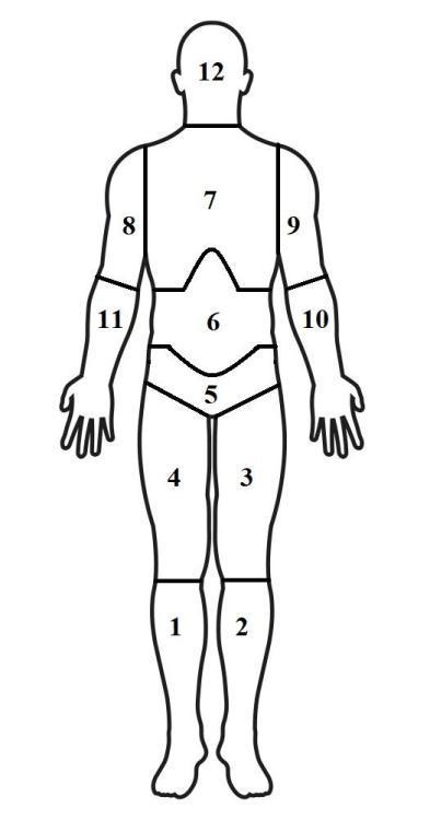 large.Anatomiaregionale-Totem.thumb.jpg.