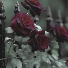 Not_marysofy